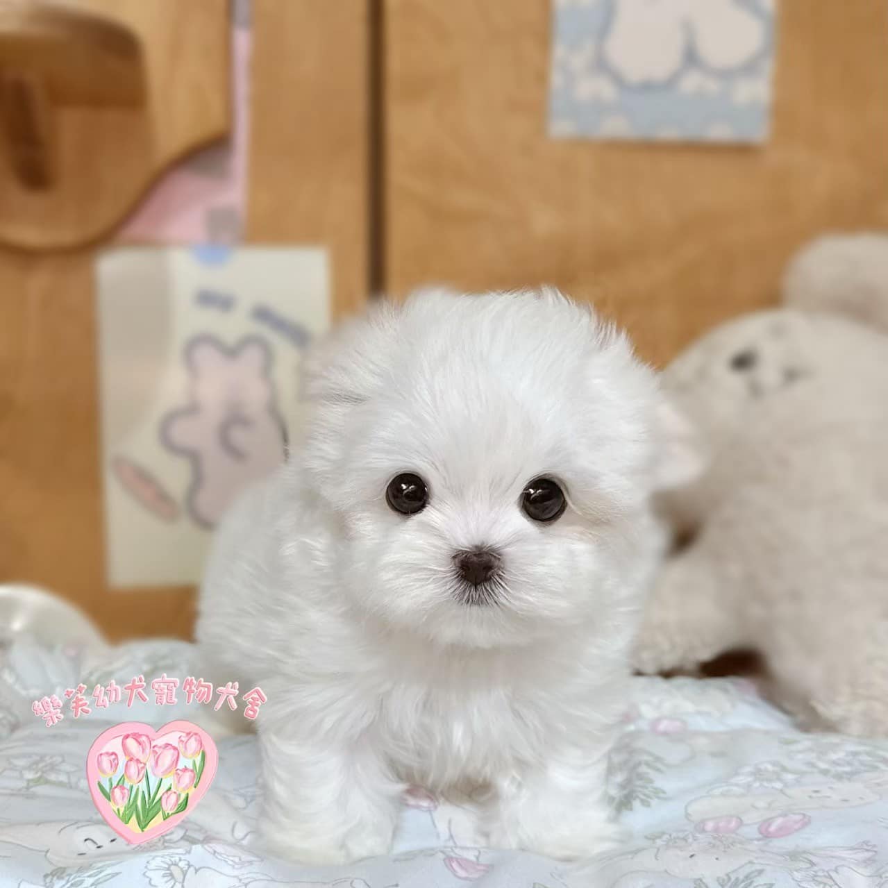 馬爾濟斯-樂芙幼犬寵物犬舍
