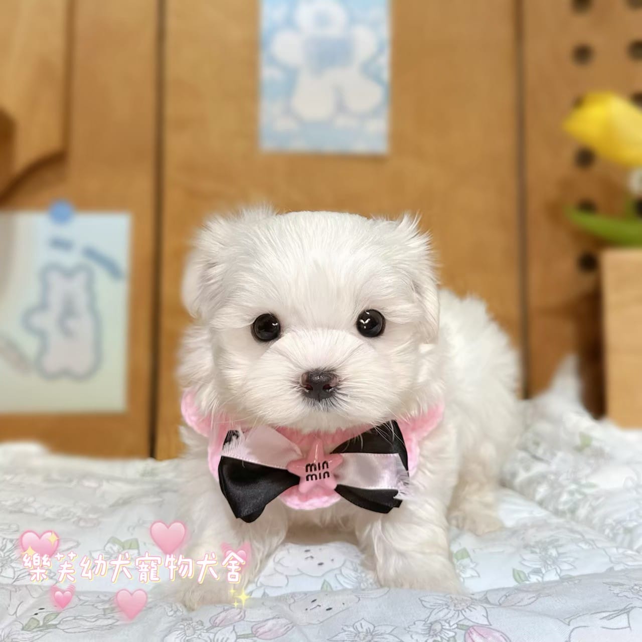 馬爾濟斯-樂芙幼犬寵物犬舍