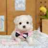 馬爾濟斯-樂芙幼犬寵物犬舍