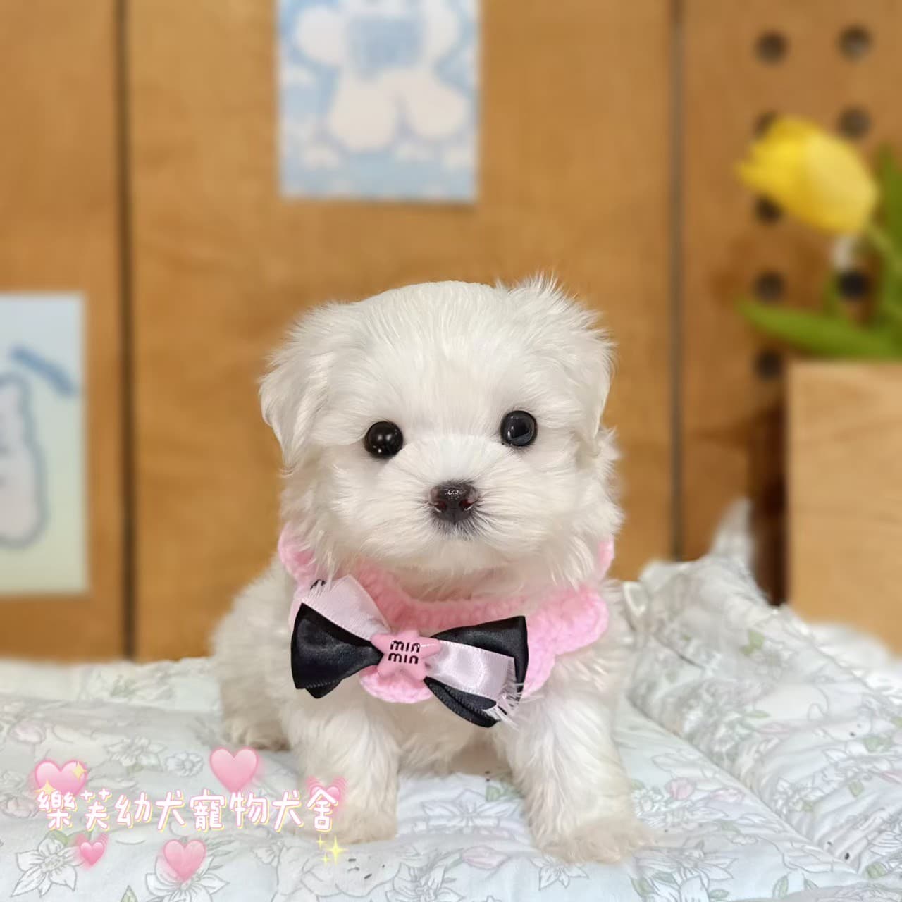 馬爾濟斯-樂芙幼犬寵物犬舍