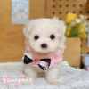 馬爾濟斯-樂芙幼犬寵物犬舍