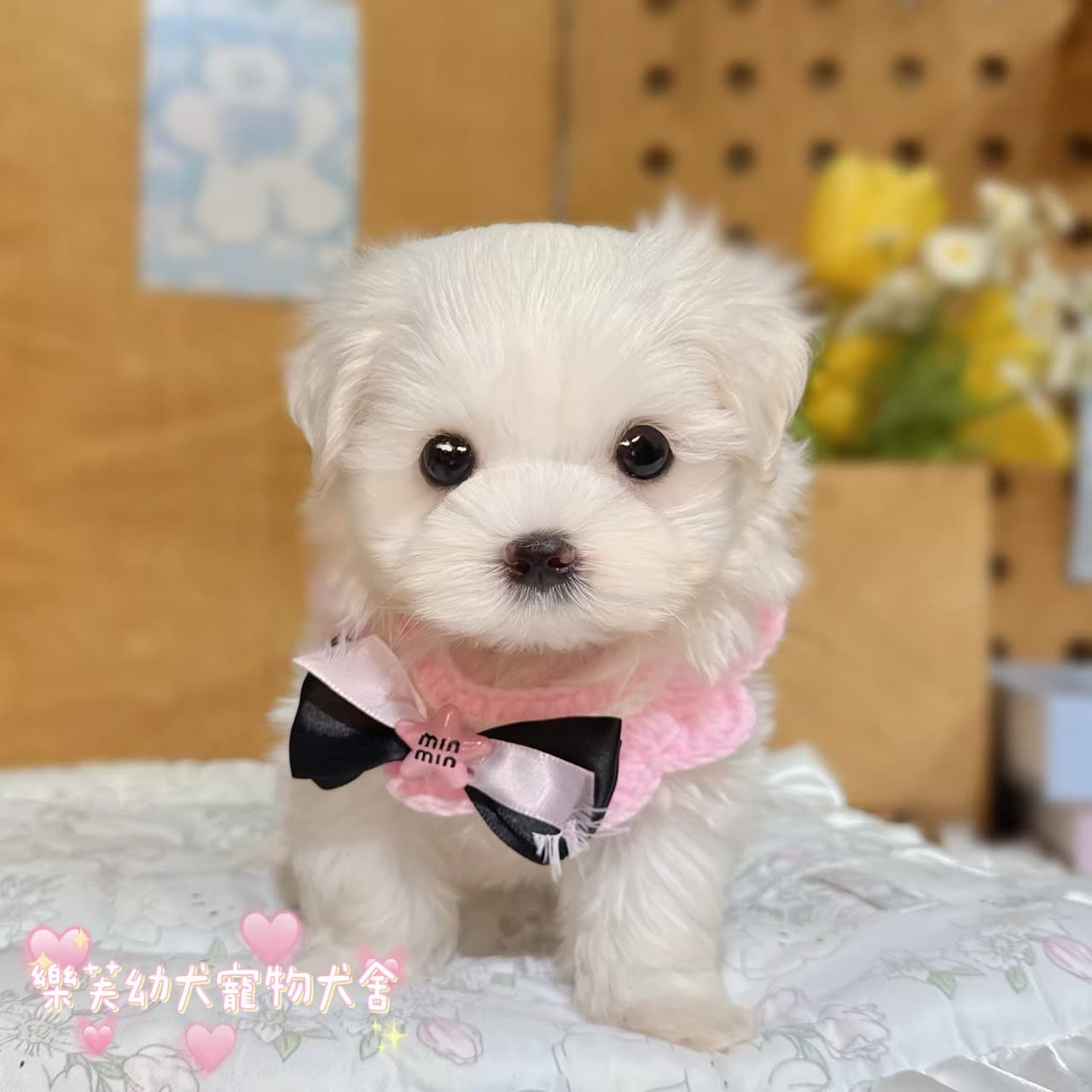 馬爾濟斯-樂芙幼犬寵物犬舍