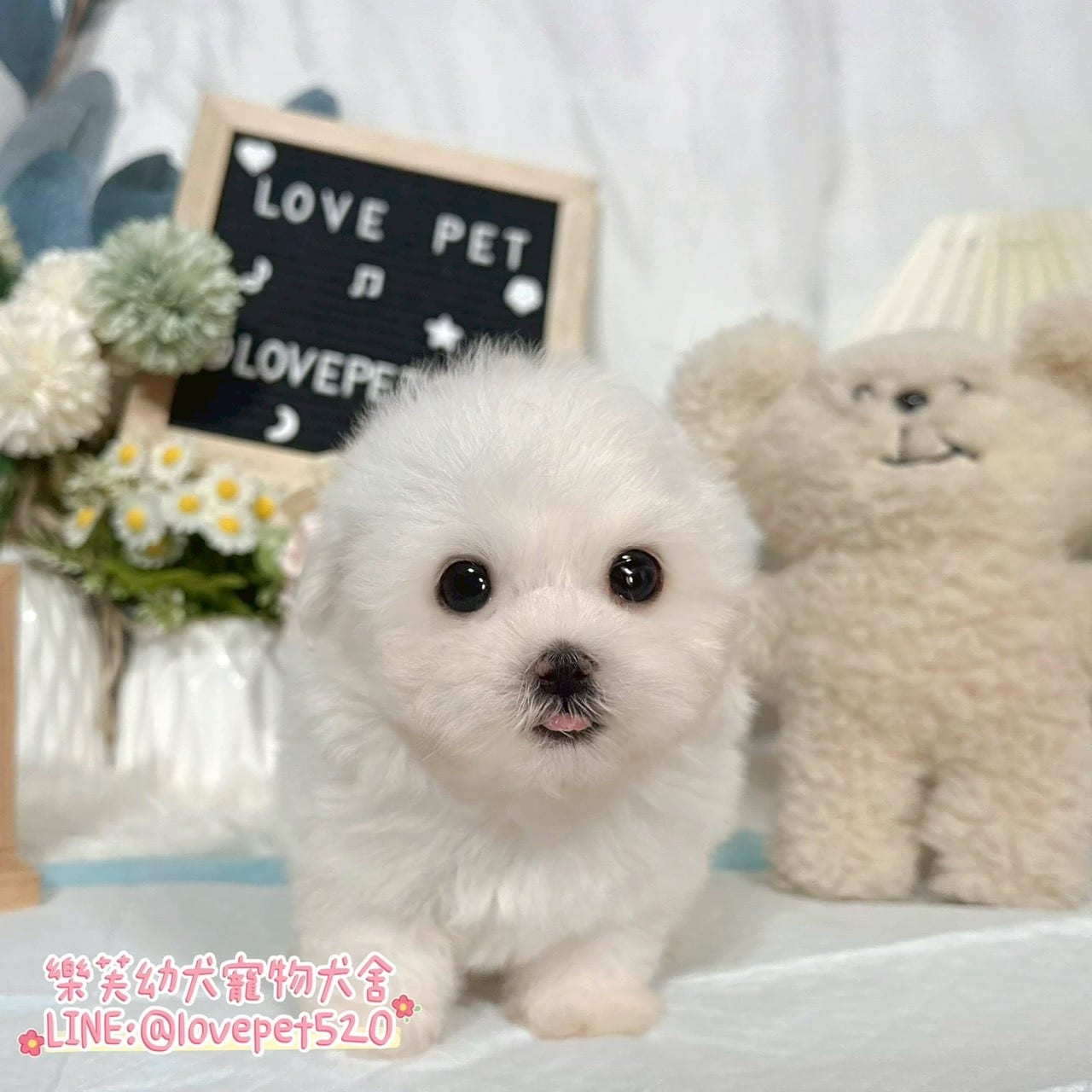 馬爾濟斯-樂芙幼犬寵物犬舍