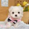 馬爾濟斯-樂芙幼犬寵物犬舍
