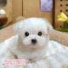 馬爾濟斯-樂芙幼犬寵物犬舍