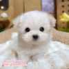 馬爾濟斯-樂芙幼犬寵物犬舍