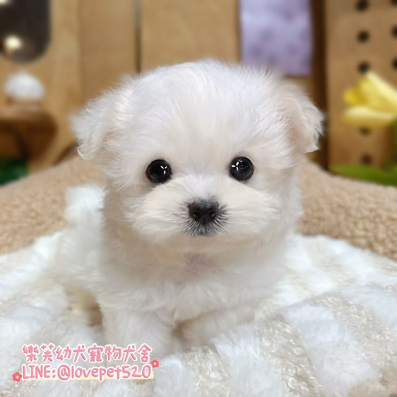 馬爾濟斯-樂芙幼犬寵物犬舍