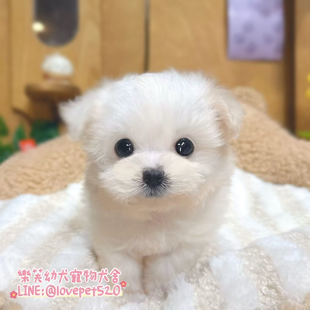 馬爾濟斯-樂芙幼犬寵物犬舍