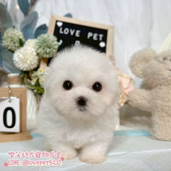 樂芙犬舍馬爾濟斯幼犬|合法犬舍照護 樂芙犬舍馬爾濟斯幼犬|合法犬舍照護