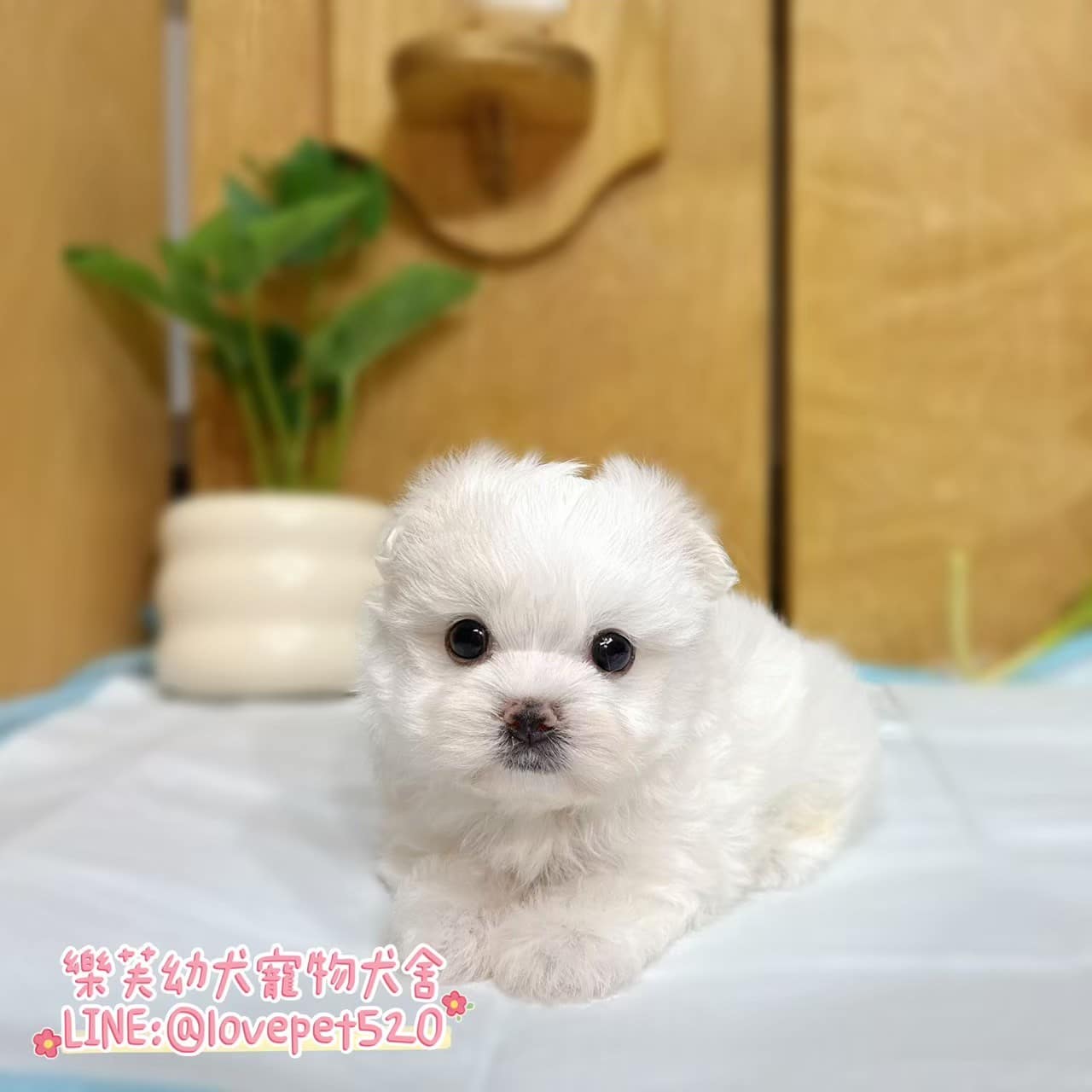馬爾濟斯-樂芙幼犬寵物犬舍