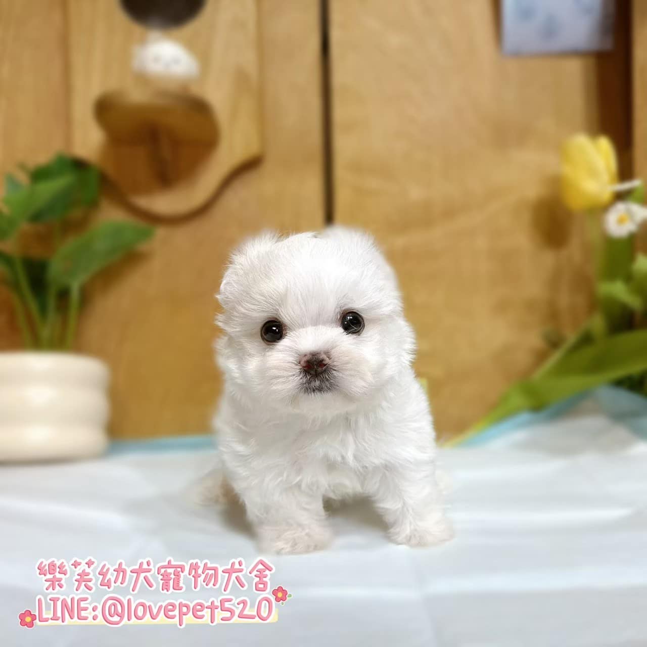 馬爾濟斯-樂芙幼犬寵物犬舍