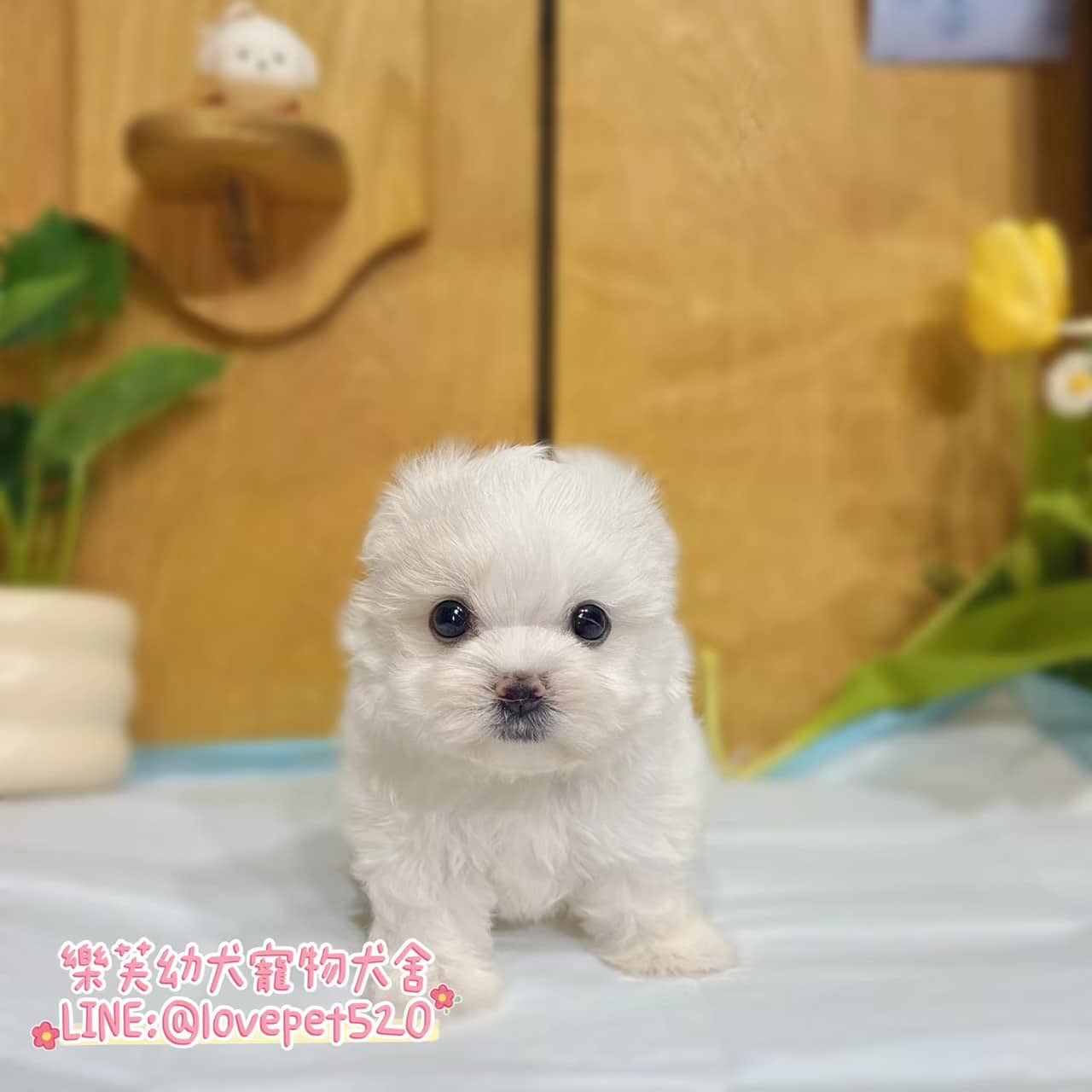 馬爾濟斯-樂芙幼犬寵物犬舍