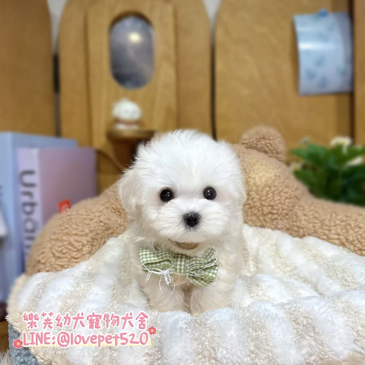 馬爾濟斯-樂芙幼犬寵物犬舍