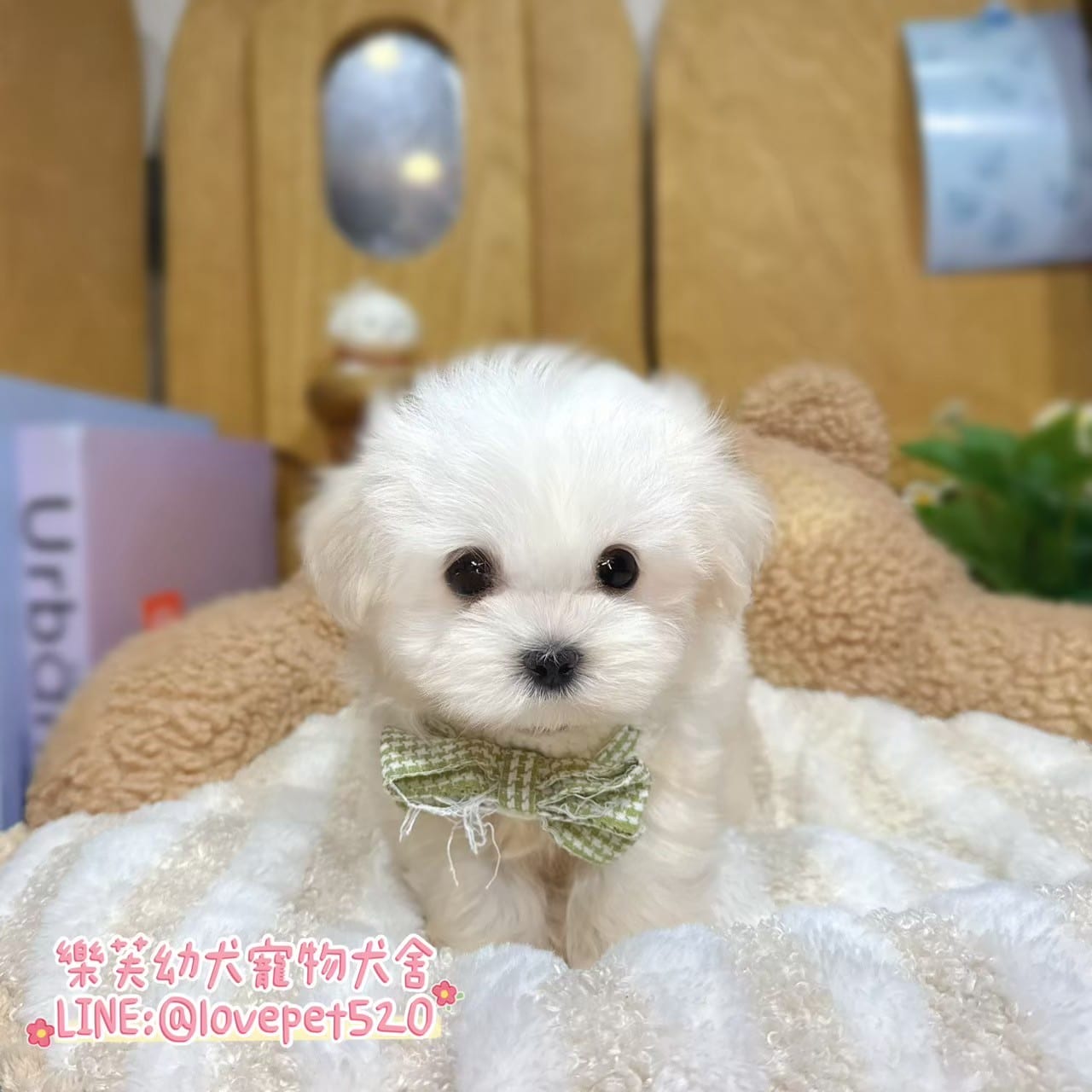 馬爾濟斯-樂芙幼犬寵物犬舍