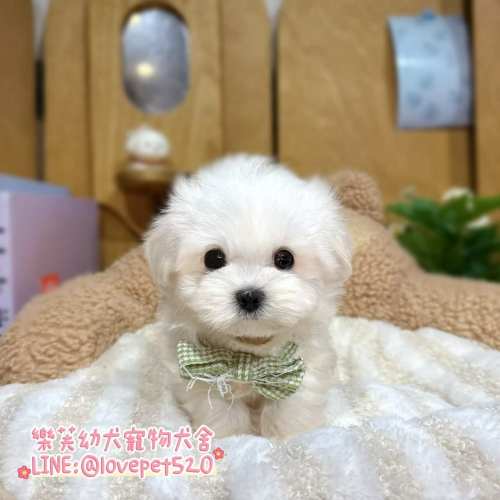 樂芙犬舍馬爾濟斯幼犬|合法犬舍照護 樂芙犬舍馬爾濟斯幼犬|合法犬舍照護