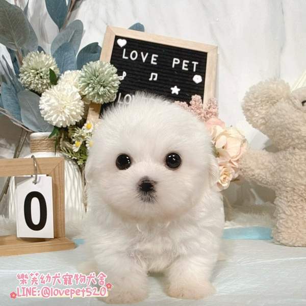 馬爾濟斯幼犬實拍照片|合法犬舍 馬爾濟斯幼犬實拍照片|合法犬舍