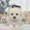 馬爾濟斯-樂芙幼犬寵物犬舍