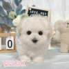 馬爾濟斯-樂芙幼犬寵物犬舍