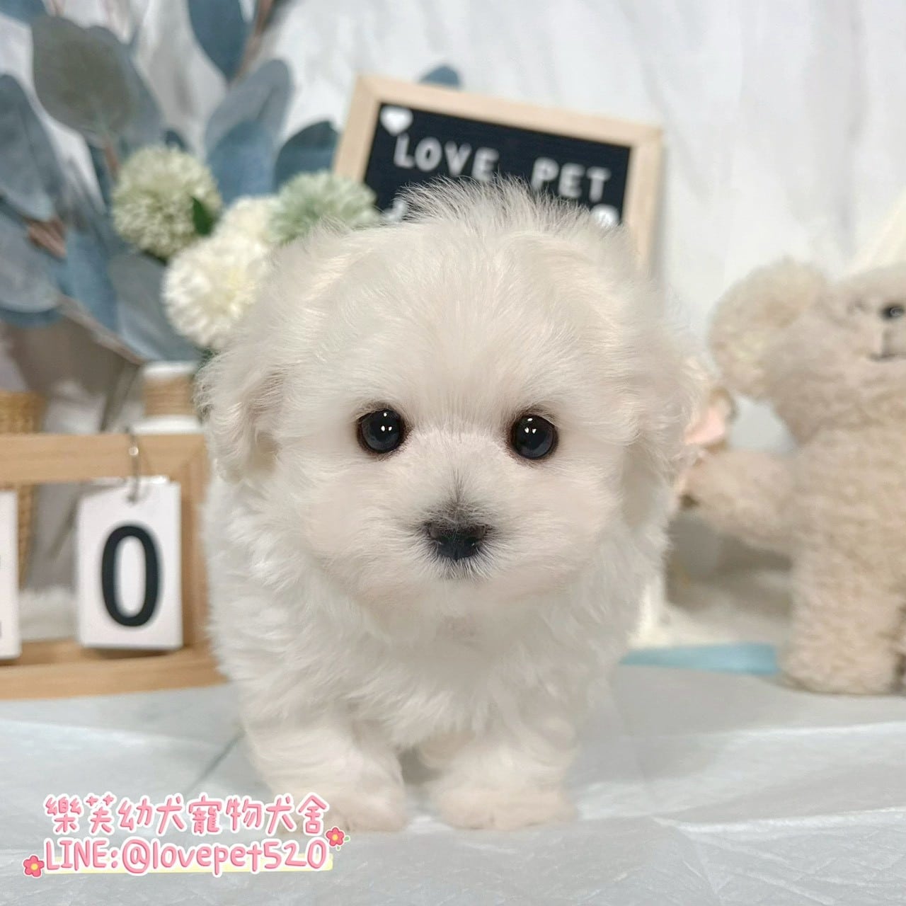 馬爾濟斯-樂芙幼犬寵物犬舍
