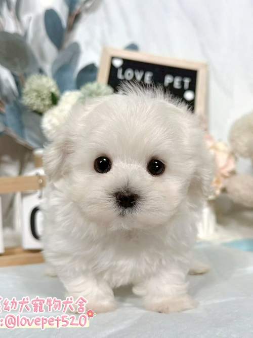 馬爾濟斯-樂芙幼犬寵物犬舍 馬爾濟斯-樂芙幼犬寵物犬舍