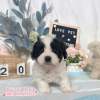 騎士比熊-樂芙幼犬寵物犬舍-台中犬舍,合法犬舍,犬舍推薦,推薦犬舍,買狗推薦,專業犬舍,優良犬舍 騎士比熊-樂芙幼犬寵物犬舍-台中犬舍,合法犬舍,犬舍推薦,推薦犬舍,買狗推薦,專業犬舍,優良犬舍