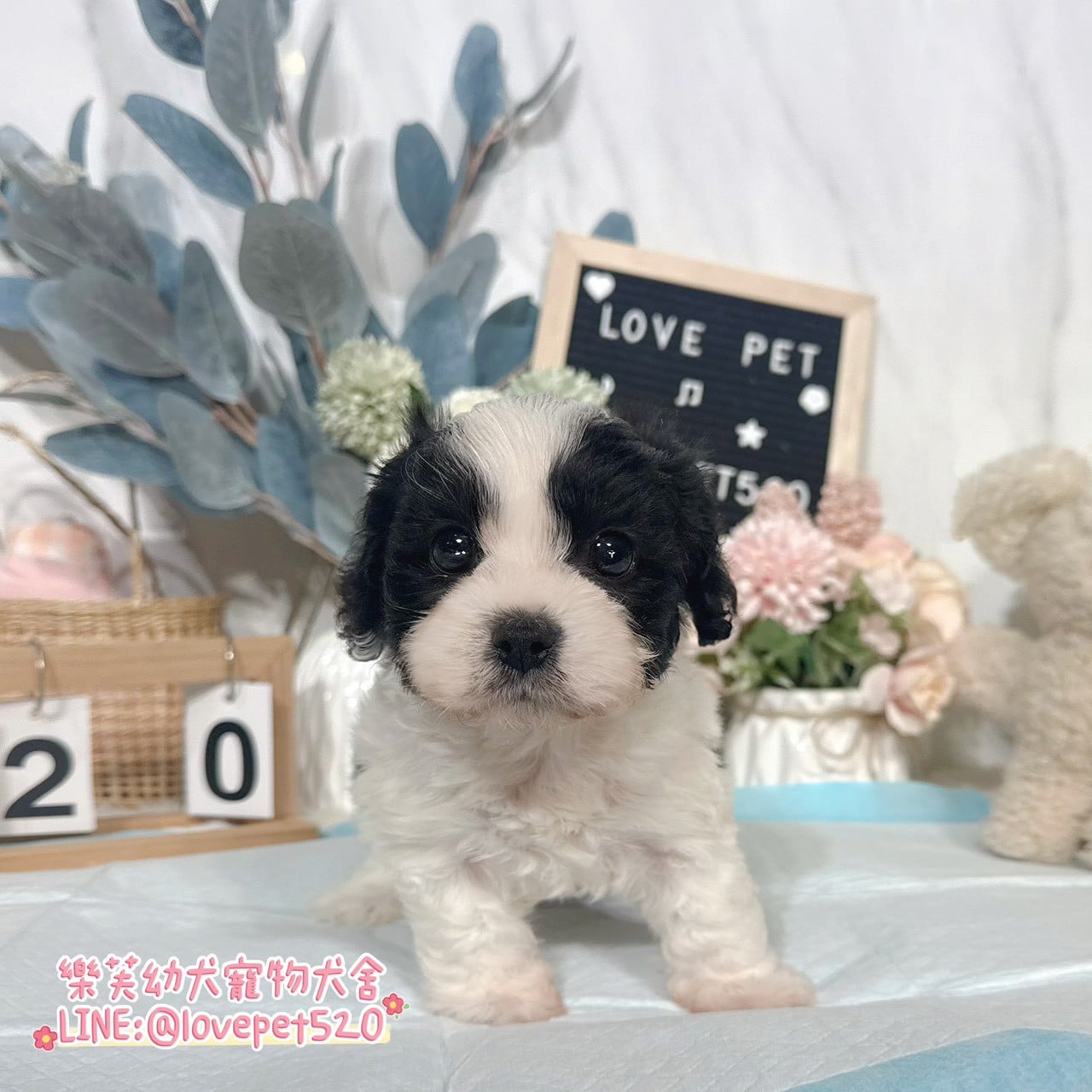 騎士比熊-樂芙幼犬寵物犬舍-台中犬舍,合法犬舍,犬舍推薦,推薦犬舍,買狗推薦,專業犬舍,優良犬舍