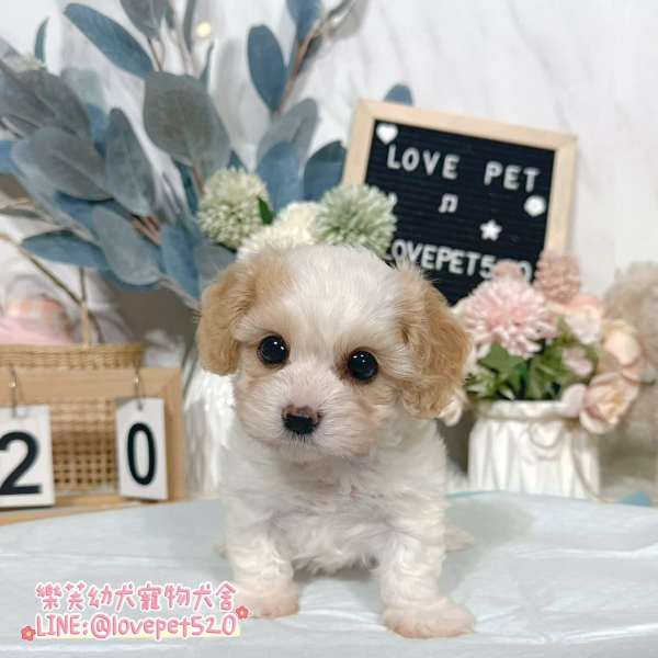 騎士比熊幼犬-樂芙幼犬寵物犬舍-台中犬舍,合法犬舍,犬舍推薦,幼犬買賣,買狗推薦 騎士比熊幼犬-樂芙幼犬寵物犬舍-台中犬舍,合法犬舍,犬舍推薦,幼犬買賣,買狗推薦