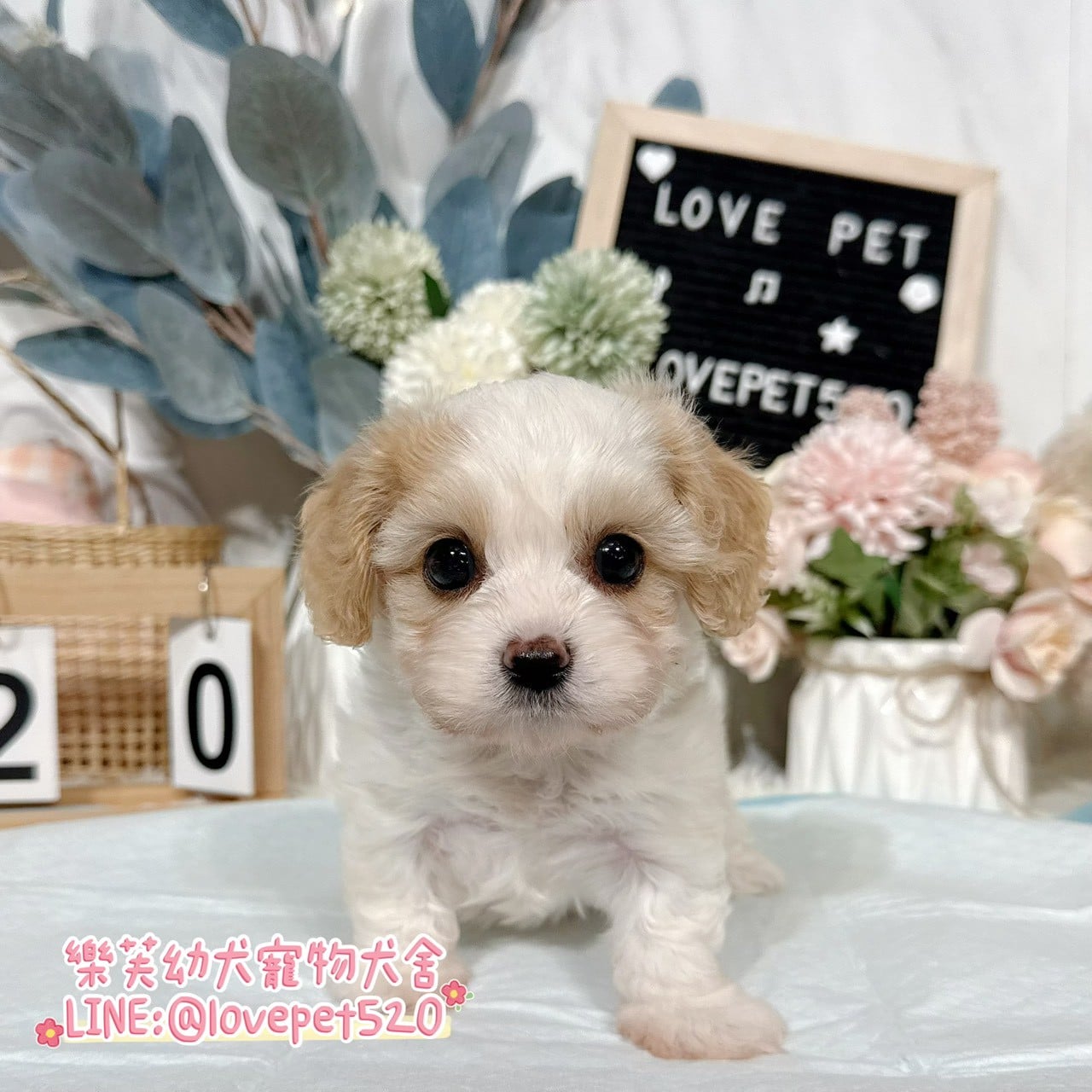 騎士比熊-樂芙幼犬寵物犬舍-台中犬舍,合法犬舍,犬舍推薦,推薦犬舍,買狗推薦,專業犬舍,優良犬舍