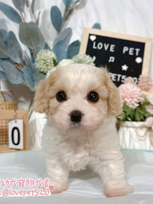 騎士比熊-樂芙幼犬寵物犬舍-台中犬舍,合法犬舍,犬舍推薦,推薦犬舍,買狗推薦,專業犬舍,優良犬舍