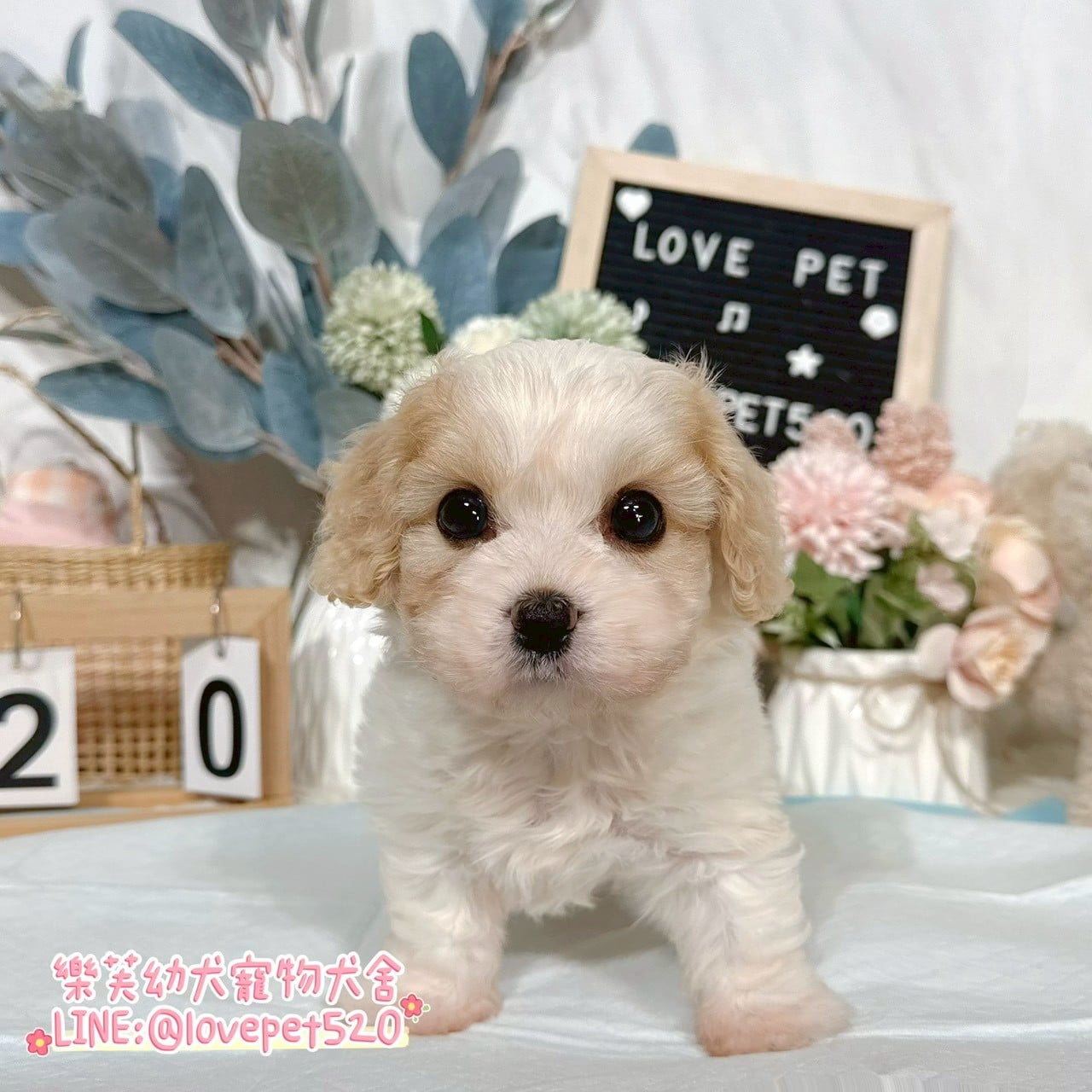 騎士比熊-樂芙幼犬寵物犬舍-台中犬舍,合法犬舍,犬舍推薦,推薦犬舍,買狗推薦,專業犬舍,優良犬舍