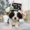 騎士比熊-樂芙幼犬寵物犬舍-台中犬舍,合法犬舍,犬舍推薦,推薦犬舍,買狗推薦,專業犬舍,優良犬舍