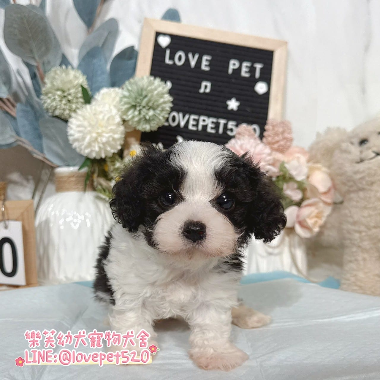 騎士比熊-樂芙幼犬寵物犬舍-台中犬舍,合法犬舍,犬舍推薦,推薦犬舍,買狗推薦,專業犬舍,優良犬舍