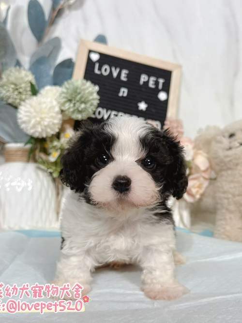 騎士比熊-樂芙幼犬寵物犬舍-台中犬舍,合法犬舍,犬舍推薦,推薦犬舍,買狗推薦,專業犬舍,優良犬舍