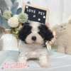 騎士比熊-樂芙幼犬寵物犬舍-台中犬舍,合法犬舍,犬舍推薦,推薦犬舍,買狗推薦,專業犬舍,優良犬舍