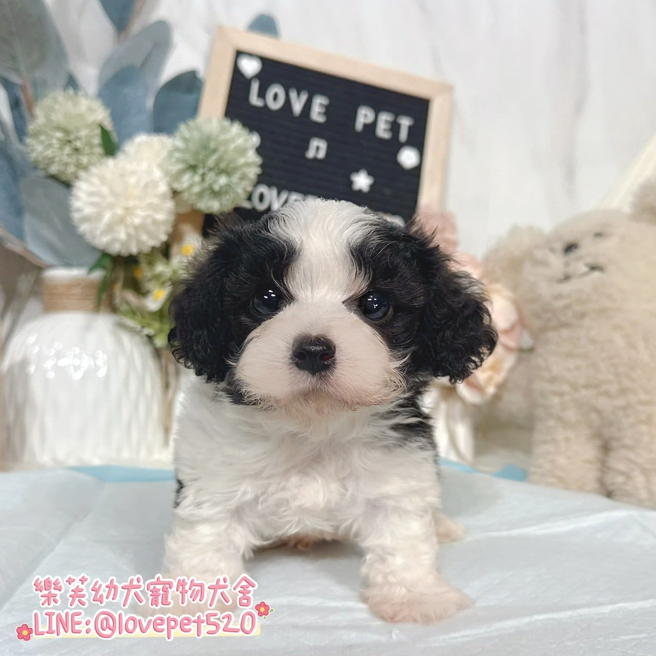 騎士比熊-樂芙幼犬寵物犬舍-台中犬舍,合法犬舍,犬舍推薦,推薦犬舍,買狗推薦,專業犬舍,優良犬舍