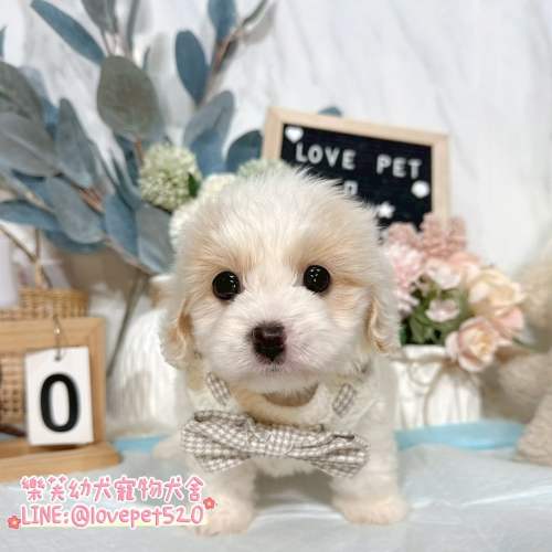 騎士比熊幼犬-樂芙幼犬寵物犬舍-台中犬舍,合法犬舍,犬舍推薦,幼犬買賣,買狗推薦