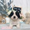 騎士比熊-樂芙幼犬寵物犬舍-台中犬舍,合法犬舍,犬舍推薦,推薦犬舍,買狗推薦,專業犬舍,優良犬舍 騎士比熊-樂芙幼犬寵物犬舍-台中犬舍,合法犬舍,犬舍推薦,推薦犬舍,買狗推薦,專業犬舍,優良犬舍