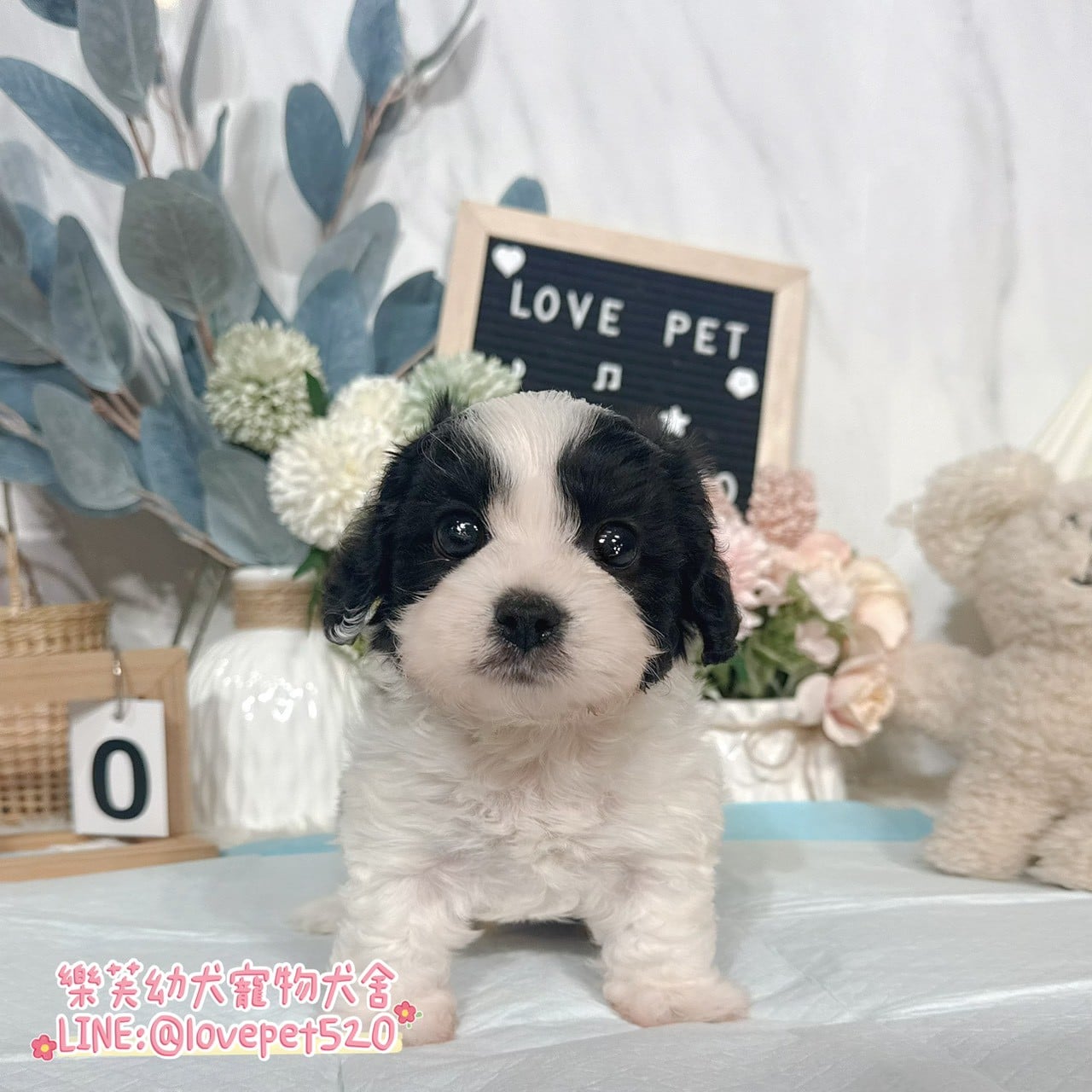 騎士比熊-樂芙幼犬寵物犬舍-台中犬舍,合法犬舍,犬舍推薦,推薦犬舍,買狗推薦,專業犬舍,優良犬舍