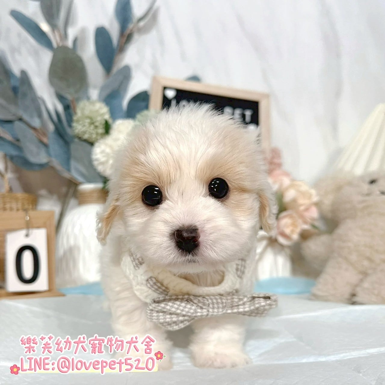 騎士比熊-樂芙幼犬寵物犬舍-台中犬舍,合法犬舍,犬舍推薦,推薦犬舍,買狗推薦,專業犬舍,優良犬舍