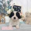 騎士比熊-樂芙幼犬寵物犬舍-台中犬舍,合法犬舍,犬舍推薦,推薦犬舍,買狗推薦,專業犬舍,優良犬舍 騎士比熊-樂芙幼犬寵物犬舍-台中犬舍,合法犬舍,犬舍推薦,推薦犬舍,買狗推薦,專業犬舍,優良犬舍