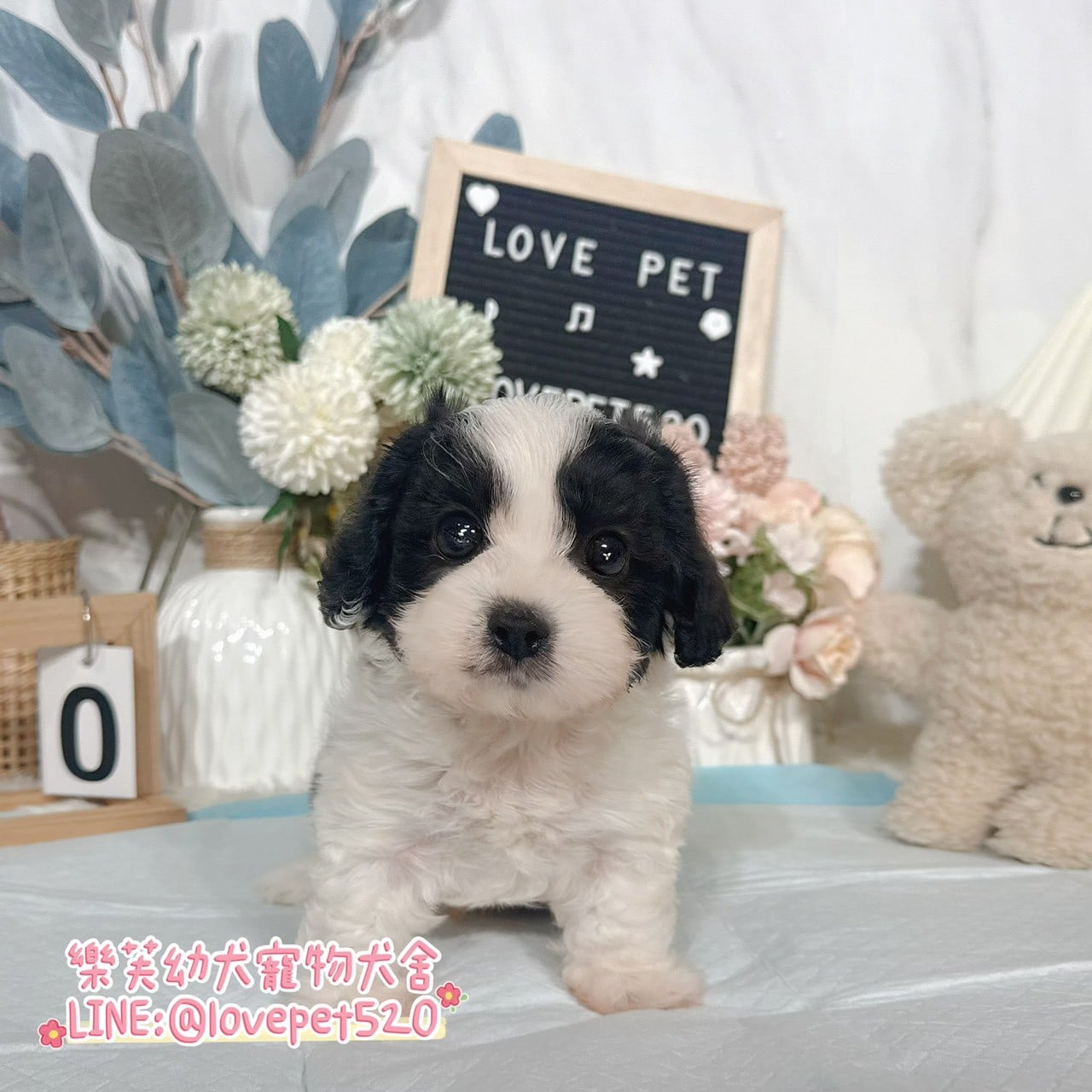 騎士比熊-樂芙幼犬寵物犬舍-台中犬舍,合法犬舍,犬舍推薦,推薦犬舍,買狗推薦,專業犬舍,優良犬舍