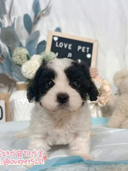 騎士比熊-樂芙幼犬寵物犬舍-台中犬舍,合法犬舍,犬舍推薦,推薦犬舍,買狗推薦,專業犬舍,優良犬舍 騎士比熊-樂芙幼犬寵物犬舍-台中犬舍,合法犬舍,犬舍推薦,推薦犬舍,買狗推薦,專業犬舍,優良犬舍