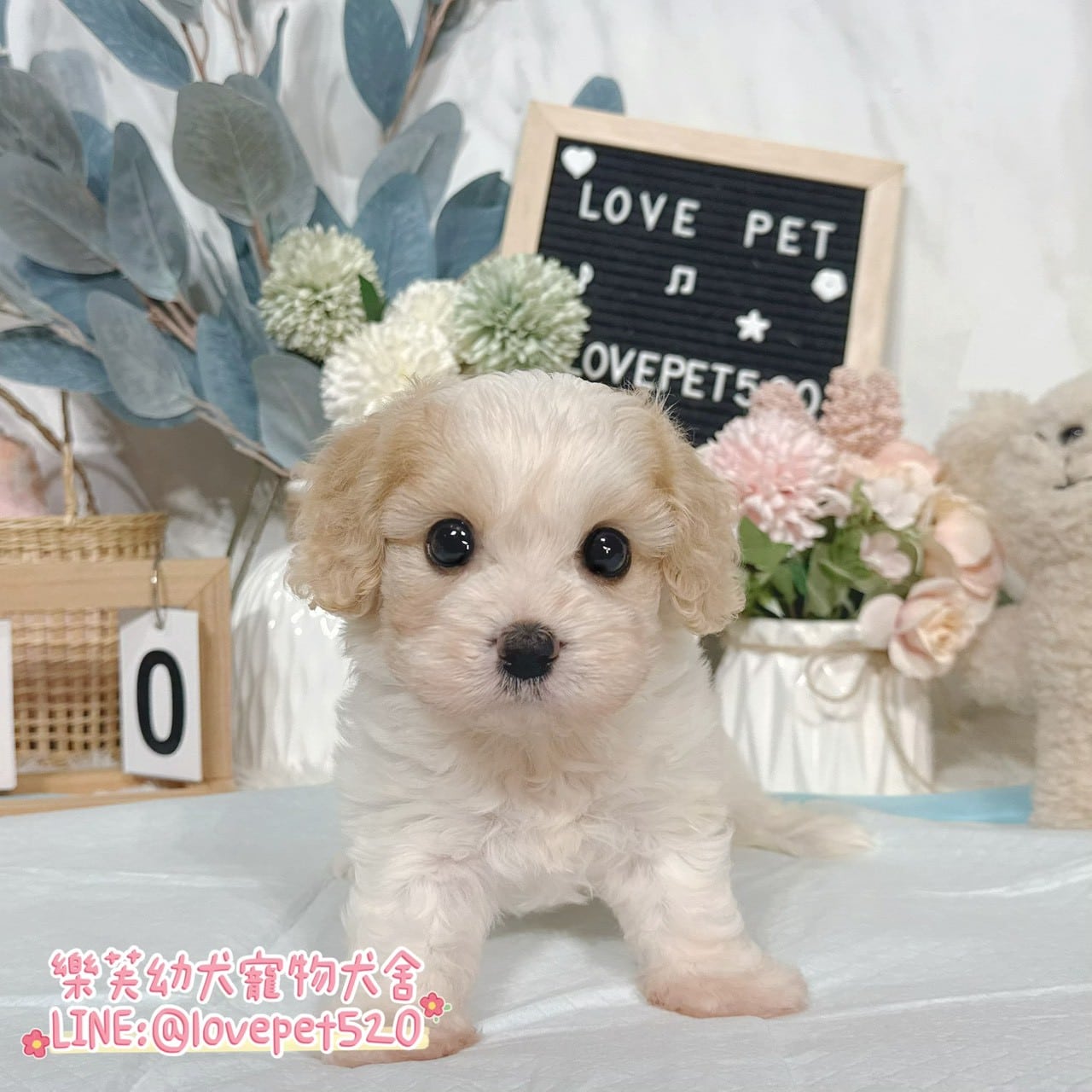 騎士比熊-樂芙幼犬寵物犬舍-台中犬舍,合法犬舍,犬舍推薦,推薦犬舍,買狗推薦,專業犬舍,優良犬舍