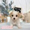 騎士比熊-樂芙幼犬寵物犬舍-台中犬舍,合法犬舍,犬舍推薦,推薦犬舍,買狗推薦,專業犬舍,優良犬舍 騎士比熊-樂芙幼犬寵物犬舍-台中犬舍,合法犬舍,犬舍推薦,推薦犬舍,買狗推薦,專業犬舍,優良犬舍