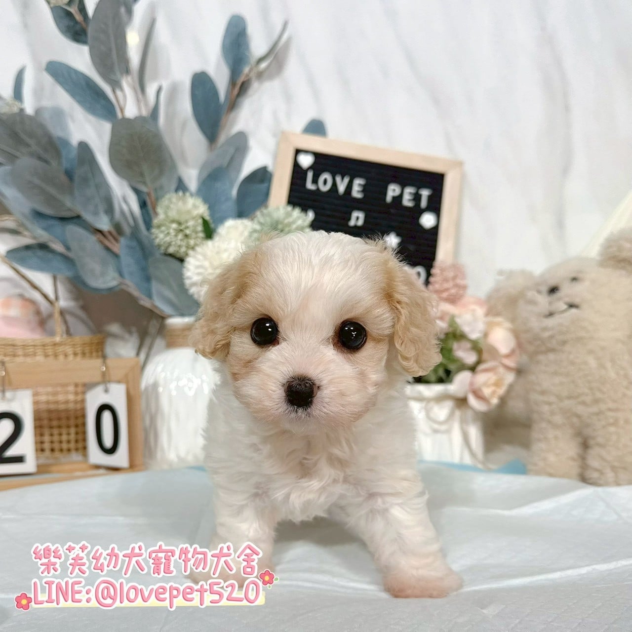 騎士比熊-樂芙幼犬寵物犬舍-台中犬舍,合法犬舍,犬舍推薦,推薦犬舍,買狗推薦,專業犬舍,優良犬舍