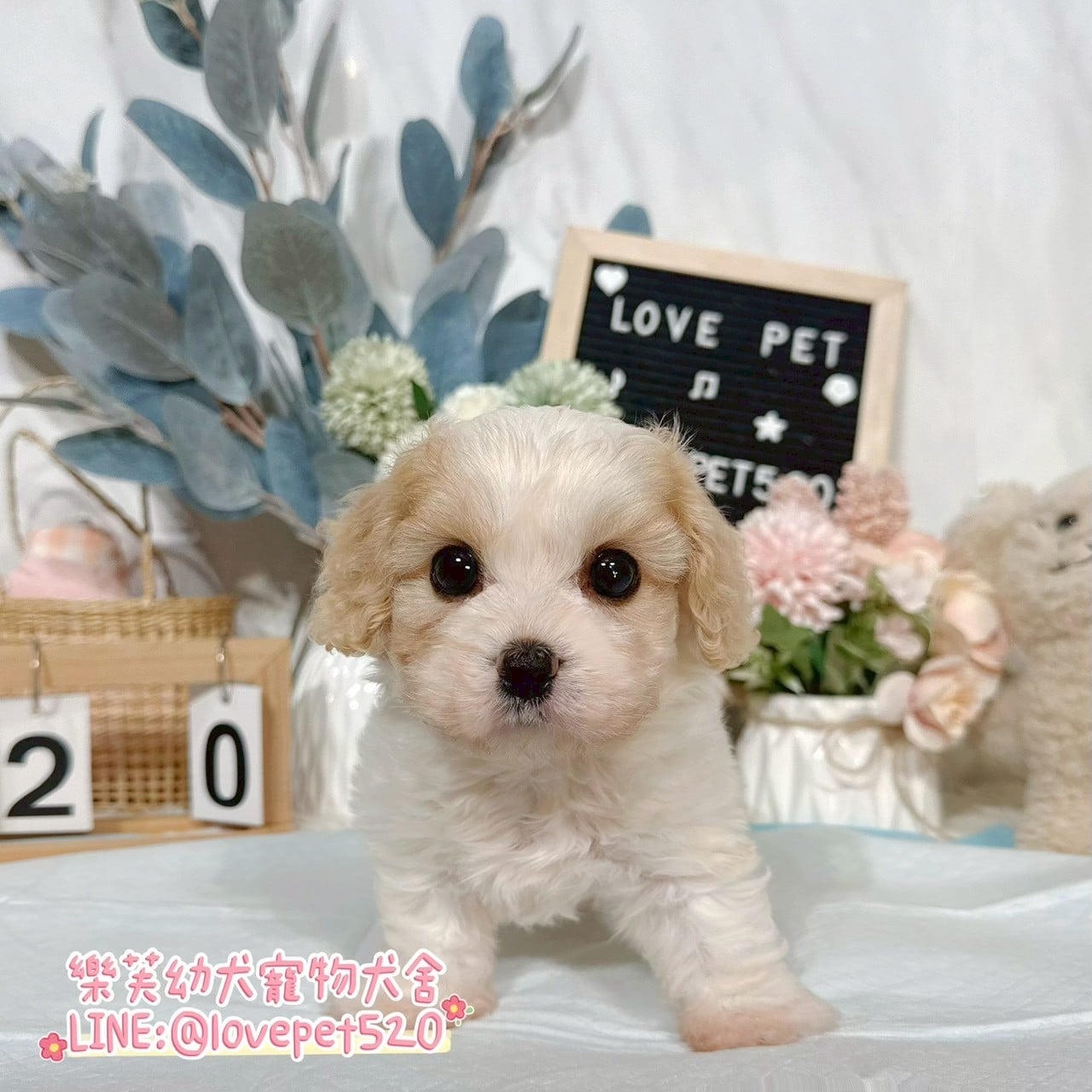 騎士比熊-樂芙幼犬寵物犬舍-台中犬舍,合法犬舍,犬舍推薦,推薦犬舍,買狗推薦,專業犬舍,優良犬舍