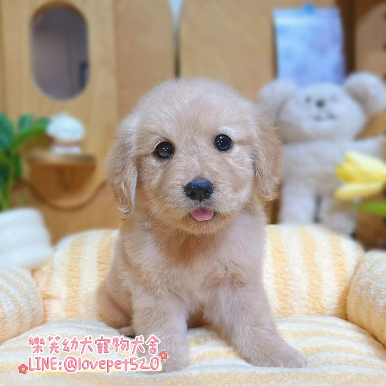 黃金獵犬-樂芙幼犬寵物犬舍