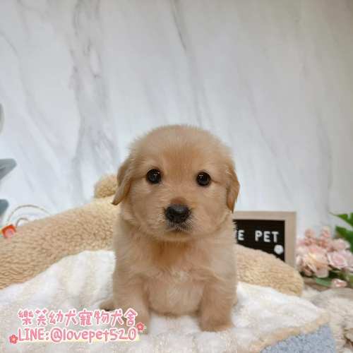 樂芙幼犬寵物犬舍-黃金獵犬幼犬,黃金獵犬價格,黃金獵犬犬舍,黃金獵犬買賣,黃金獵犬推薦