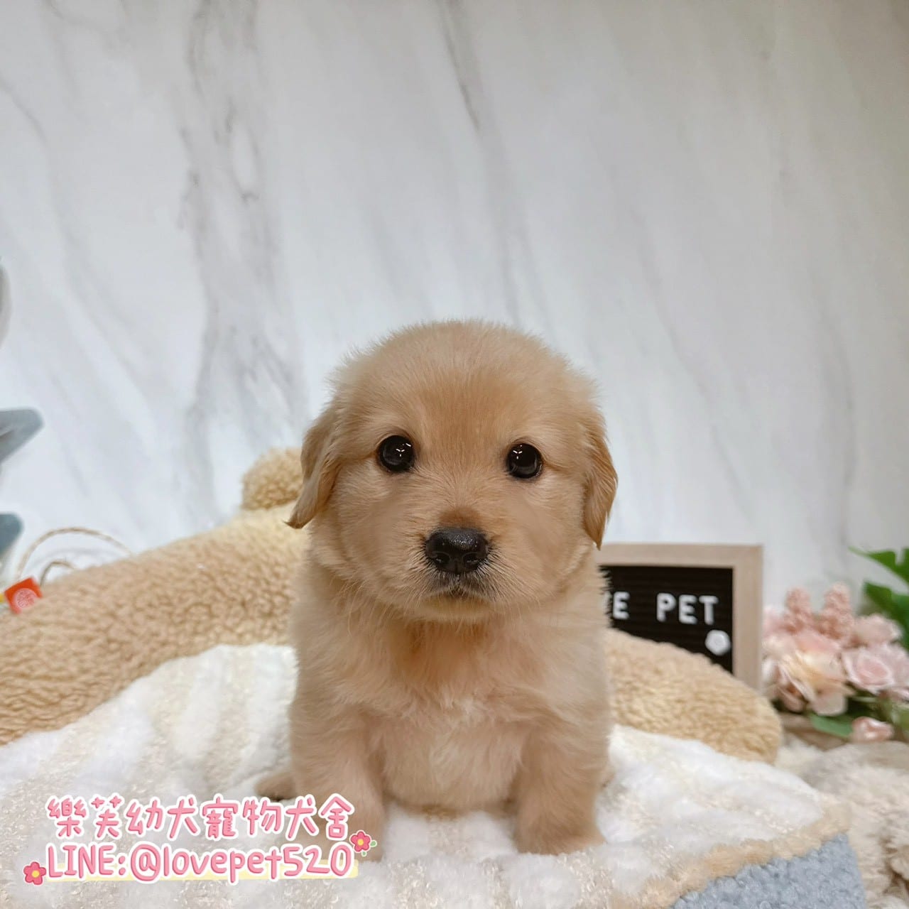 黃金獵犬-樂芙幼犬寵物犬舍