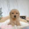 黃金獵犬-樂芙幼犬寵物犬舍